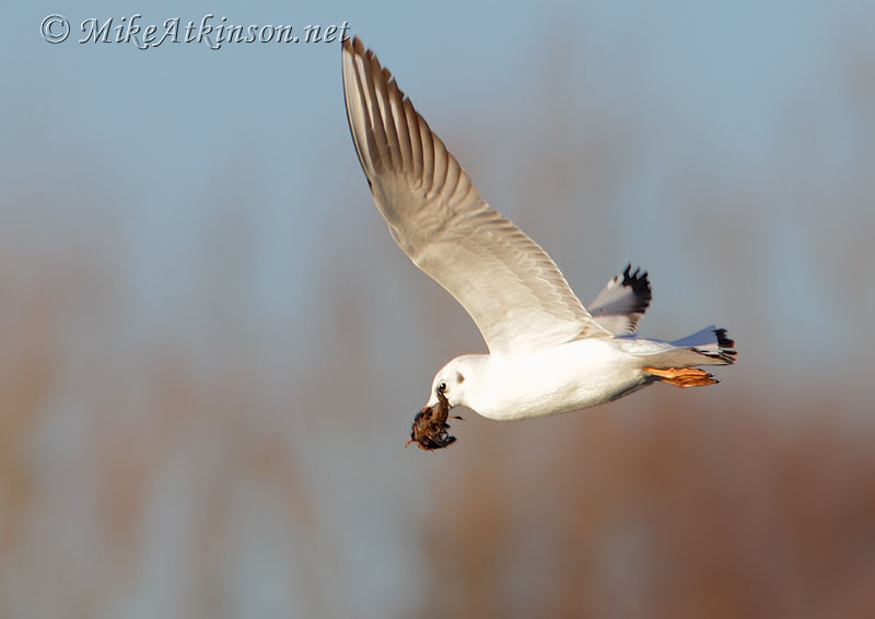 Black-headed Gull