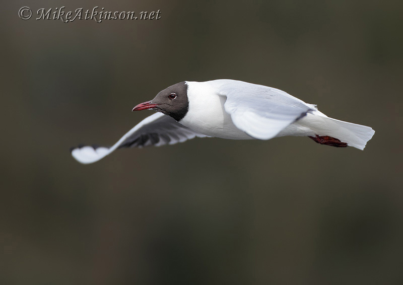 Black-headed Gull