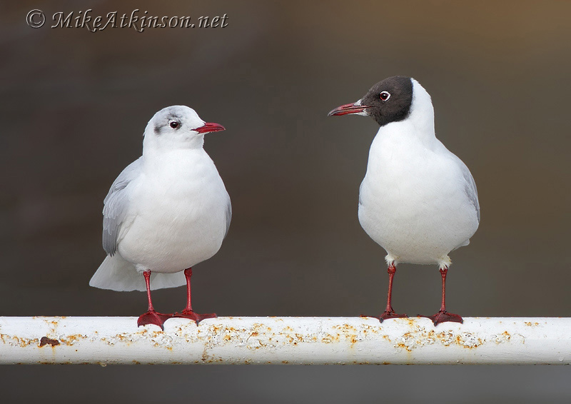 Black-headed Gull