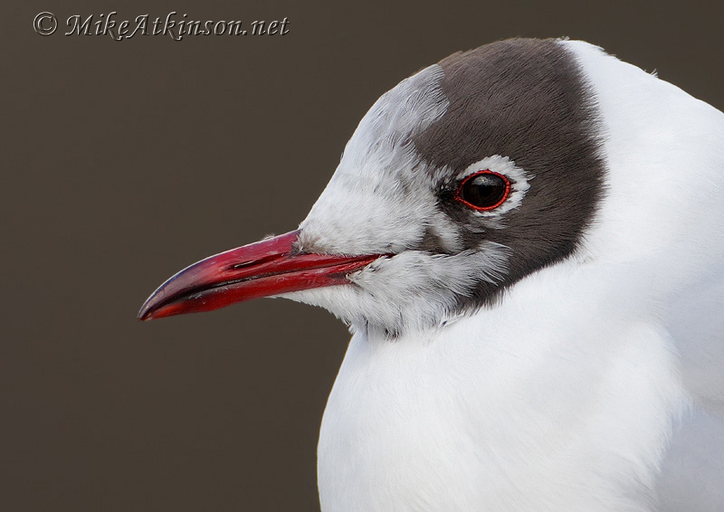 Black-headed Gull