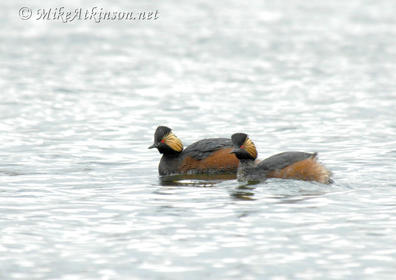 Black-necked Grebe