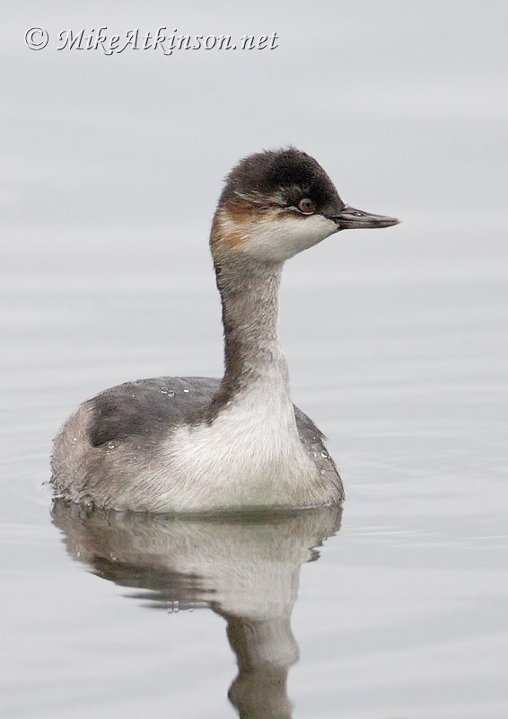 Black-necked Grebe