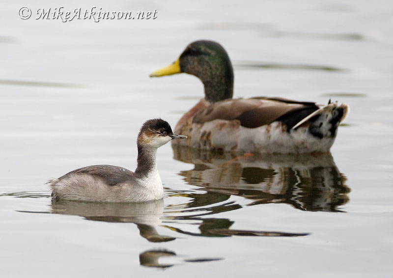Black-necked Grebe