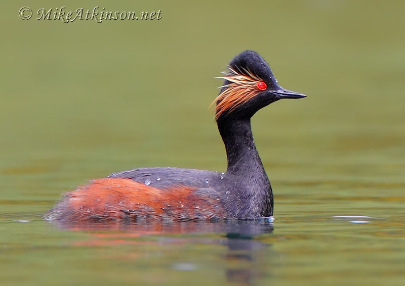 Black-necked Grebe