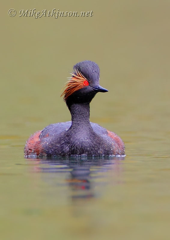Black-necked Grebe
