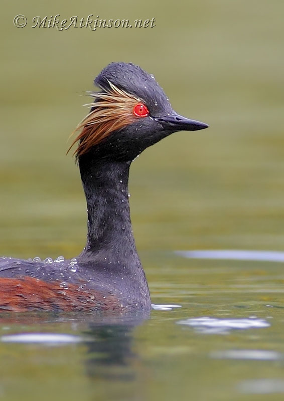 Black-necked Grebe