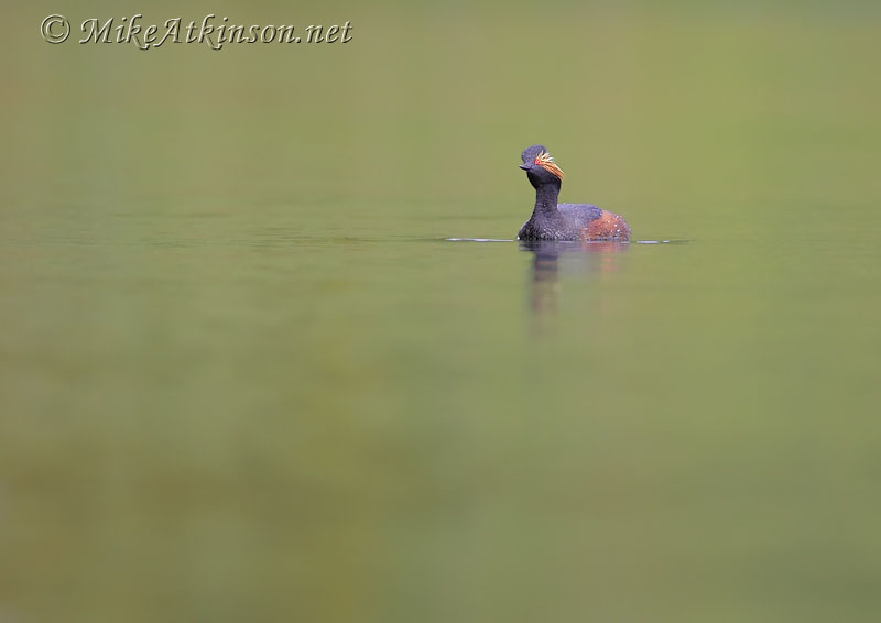 Black-necked Grebe