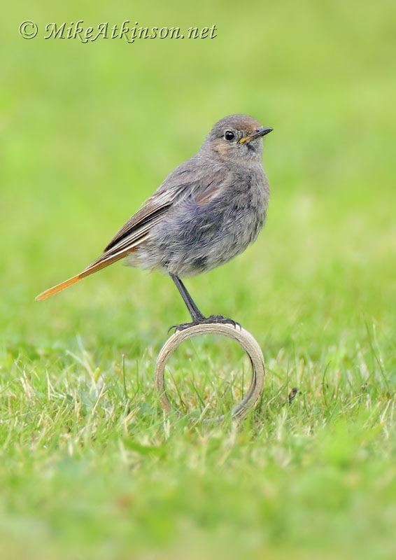 Black Redstart