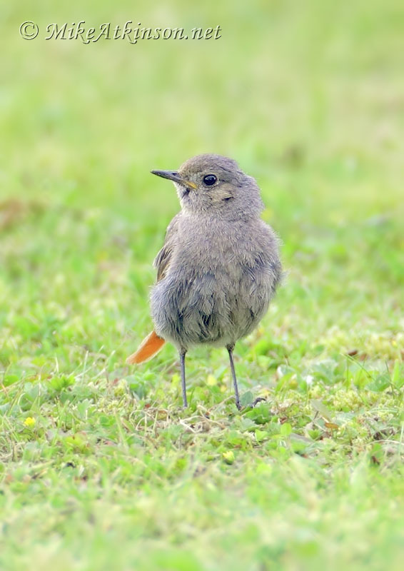Black Redstart