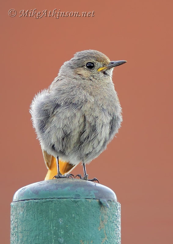 Black Redstart