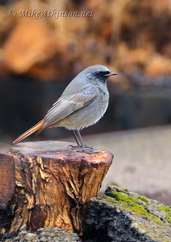 Black Redstart