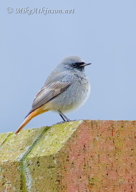 Black Redstart
