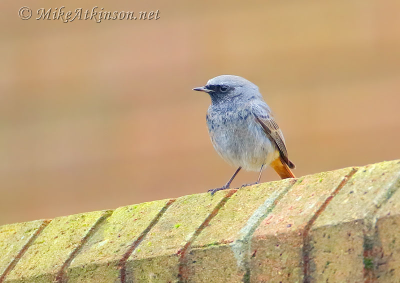 Black Redstart