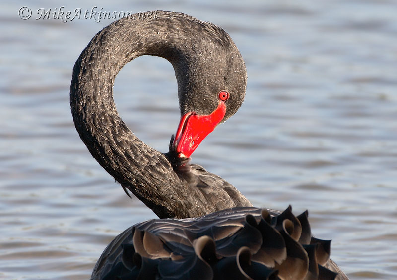 Black Swan