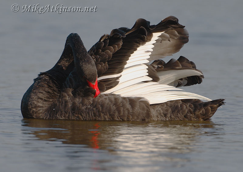 Black Swan