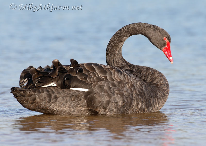Black Swan