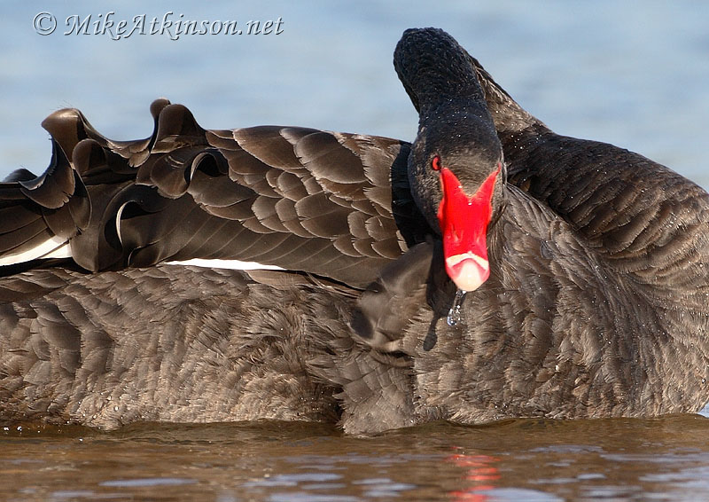 Black Swan