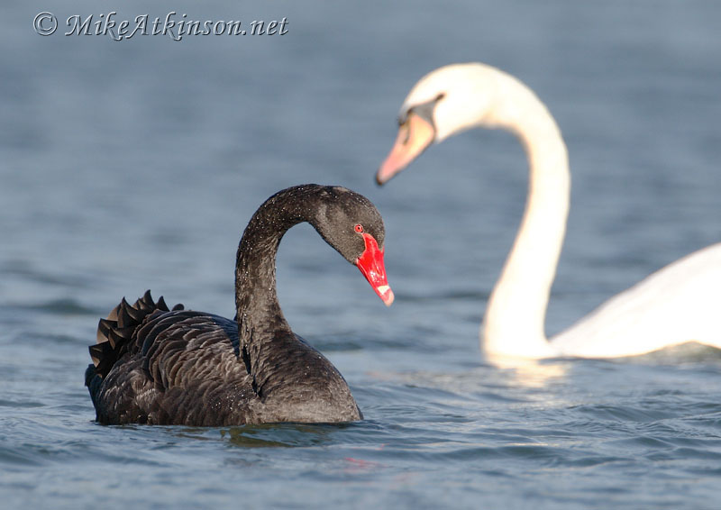 Black Swan
