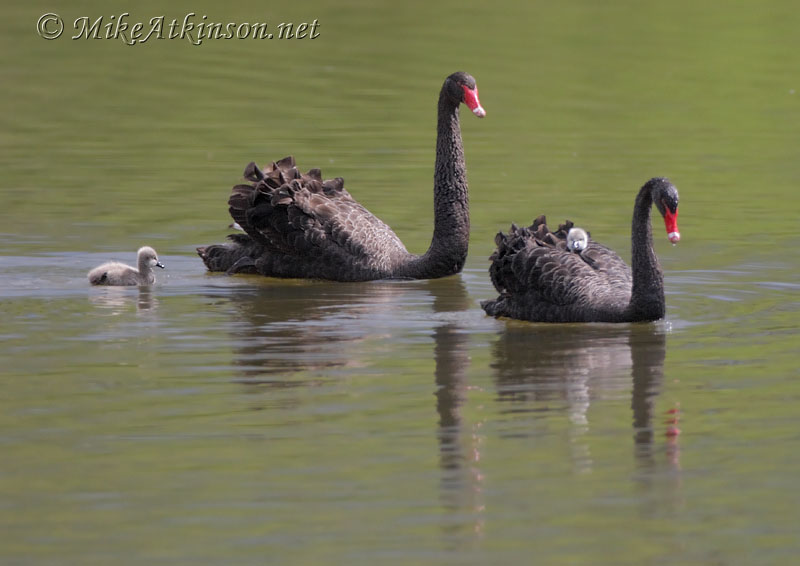 Black Swan