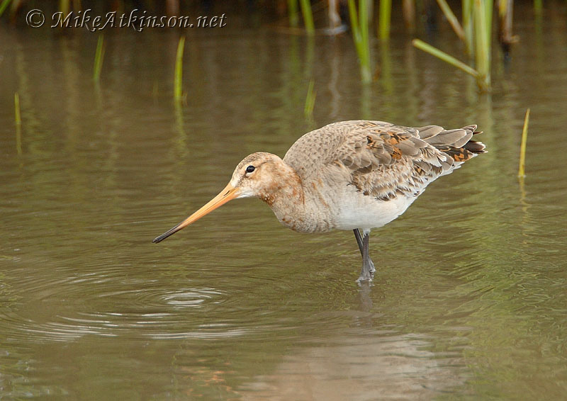 Black-tailed Godwit