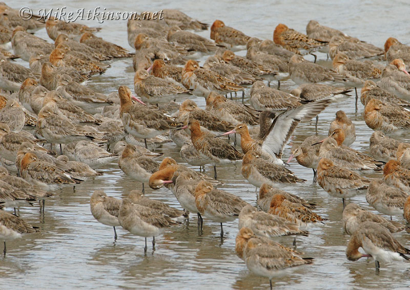 Black-tailed Godwit
