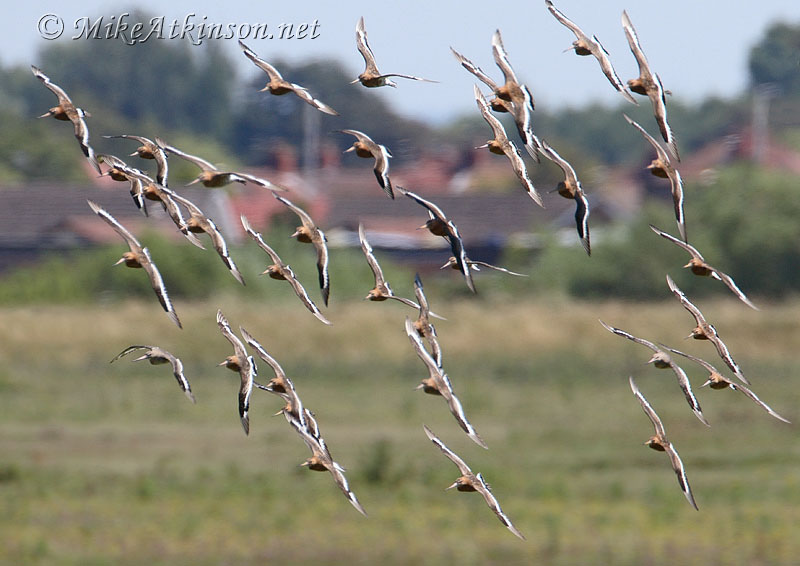 Black-tailed Godwit
