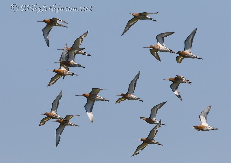 Black-tailed Godwit