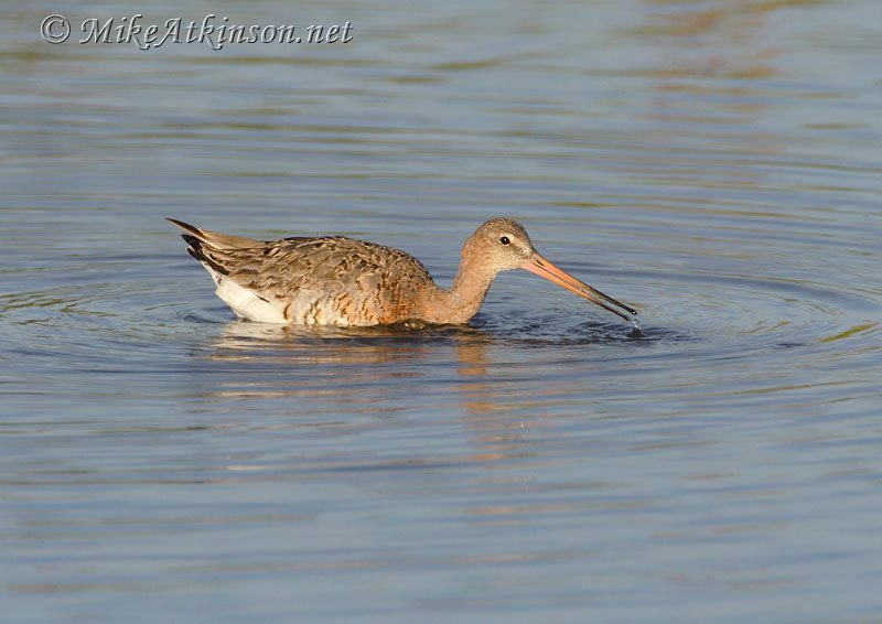 Black-tailed Godwit