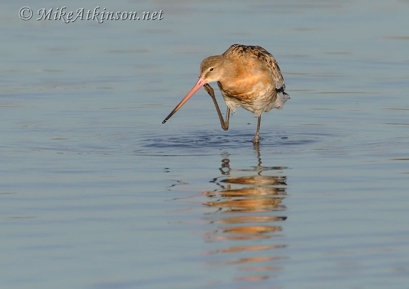 Black-tailed Godwit