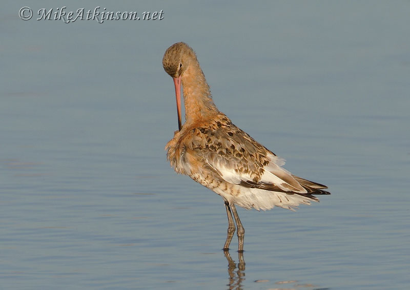 Black-tailed Godwit