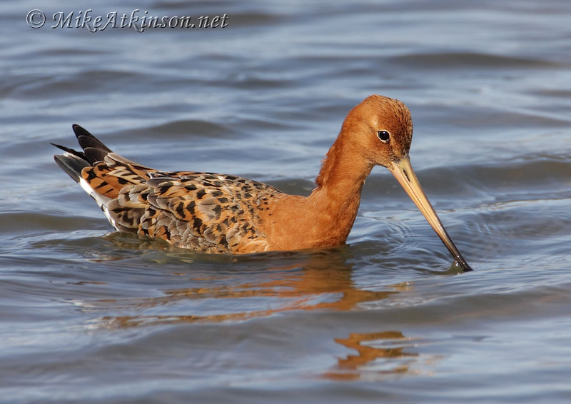 Black-tailed Godwit
