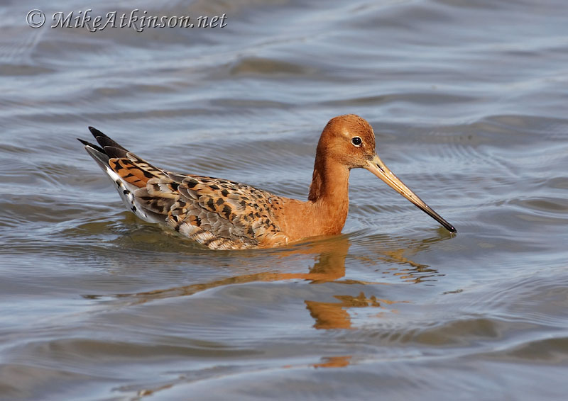 Black-tailed Godwit