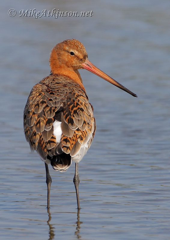 Black-tailed Godwit