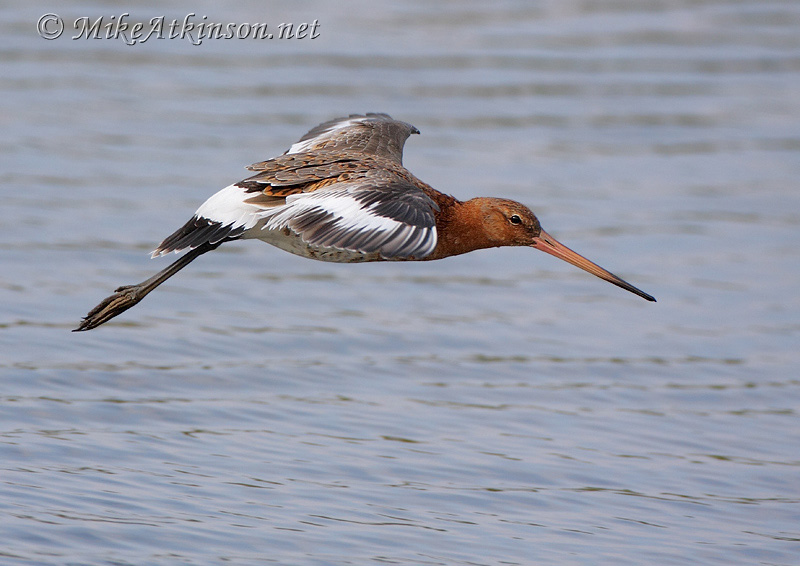 Black-tailed Godwit