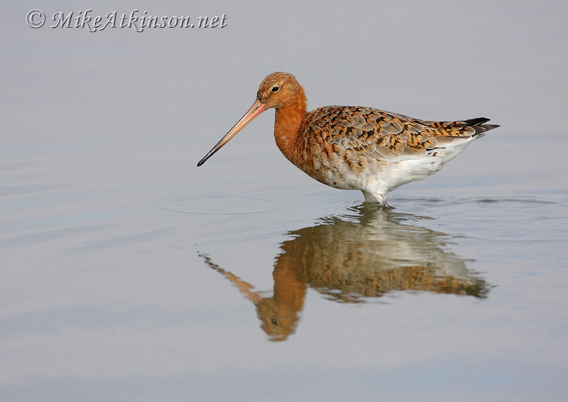 Black-tailed Godwit