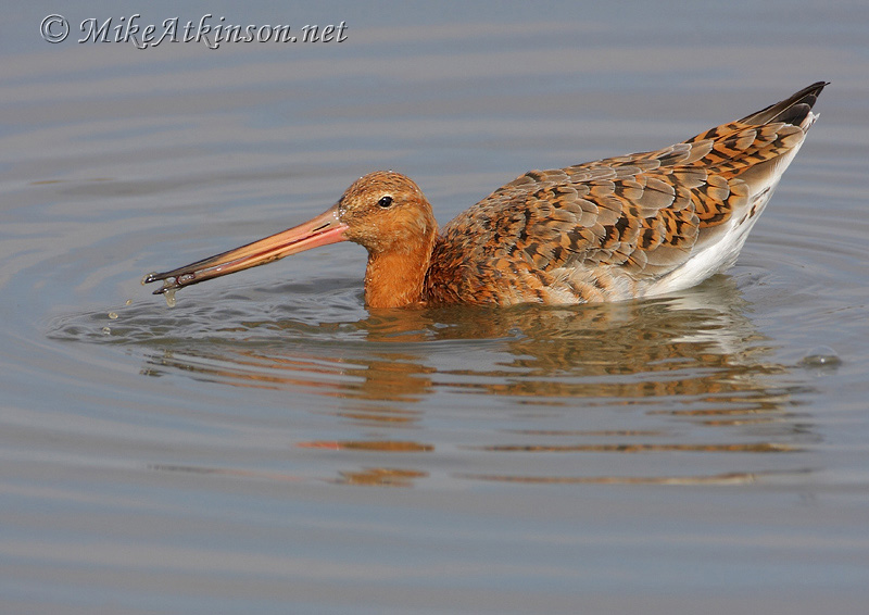 Black-tailed Godwit