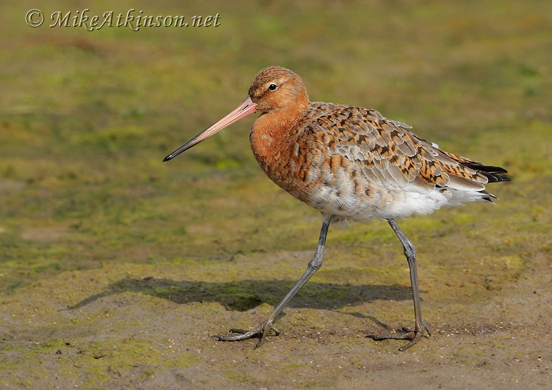 Black-tailed Godwit