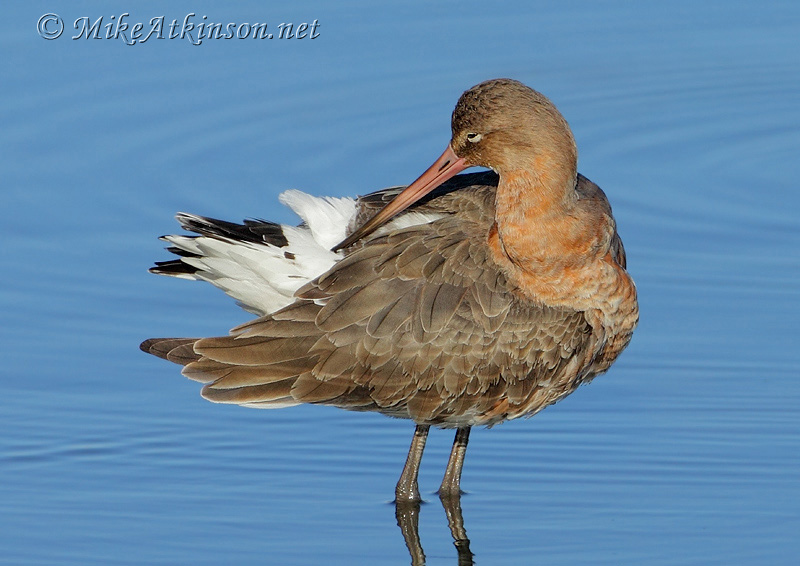 Black-tailed Godwit