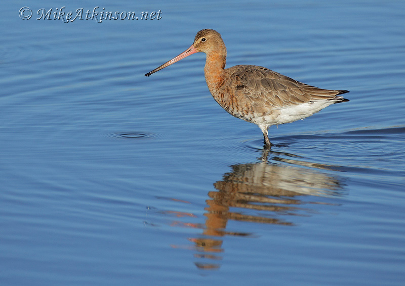 Black-tailed Godwit