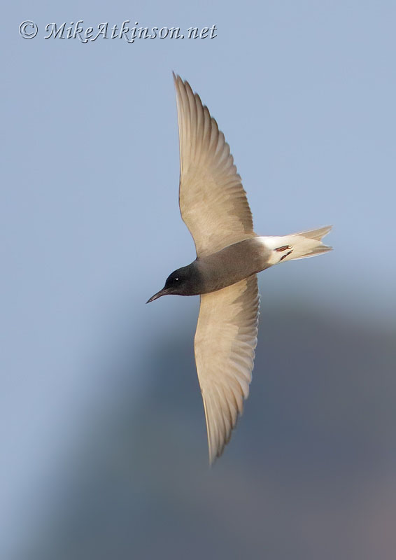 Black Tern
