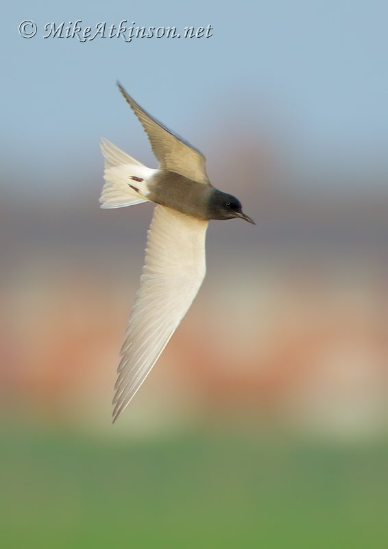 Black Tern