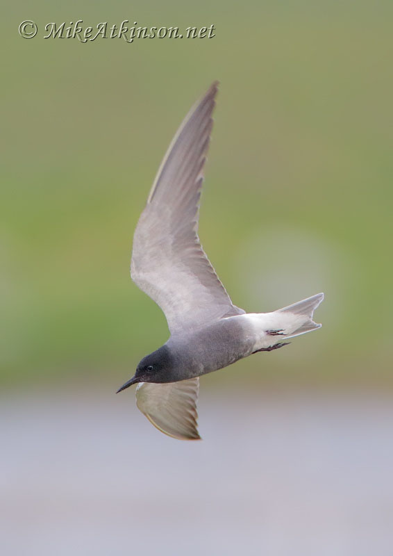 Black Tern