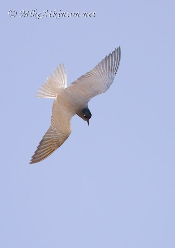 Black Tern