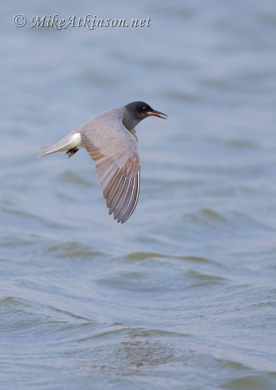Black Tern
