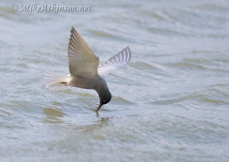 Black Tern