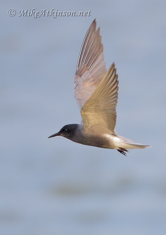 Black Tern