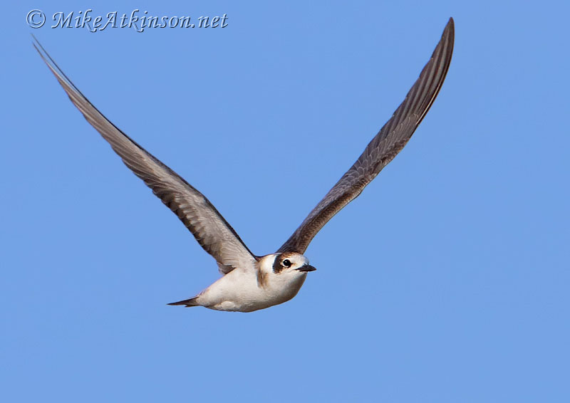 Black Tern