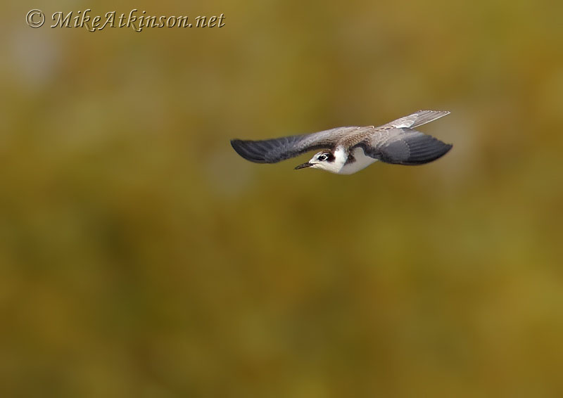 Black Tern