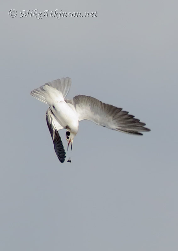 Black Tern