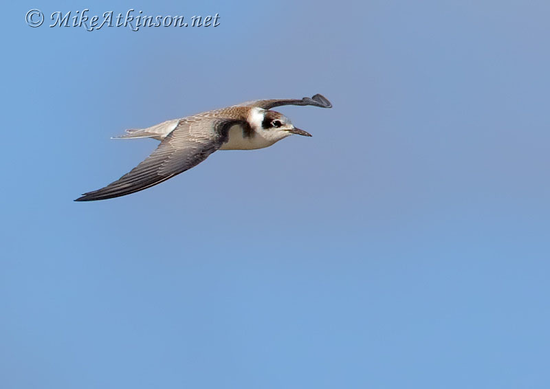 Black Tern